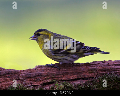 Männliche eurasischen Zeisig gehockt log Stockfoto