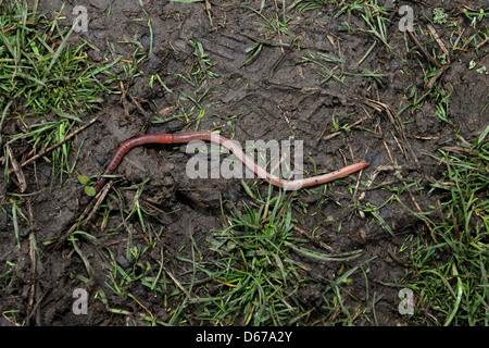 Ein großer Wurm in den nassen, ausgetretenen Erde, Boden und Rasen von Preston Park, Brighton, East Sussex, UK. Stockfoto