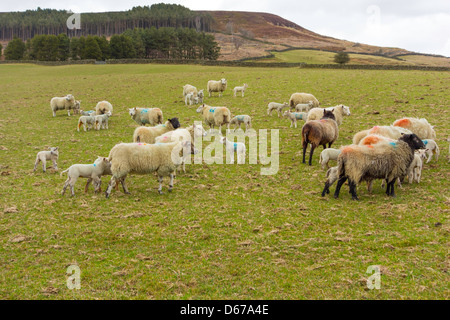 Weibliche Schafe mit einer großen Anzahl von vor kurzem geboren Lämmer in einem Feld in der North Yorkshire Moors April 2013 Stockfoto