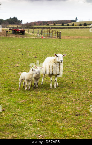 Weibliche Schafe mit zwei Lämmer in einem Feld in der North Yorkshire Moors April 2013 Stockfoto