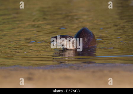 Lutra Lutra - UK Wild Otter Verzehr von Fisch in einem Strand-pool Stockfoto