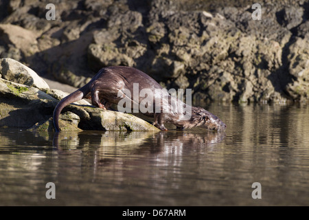 Lutra Lutra - UK Wild Otter fließendem eintretende Wasser aus einem Felsen am Strand Stockfoto