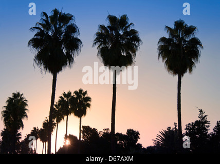 Marrakesch oder Marrakech, Marokko. Palmen in der Abenddämmerung. Stockfoto