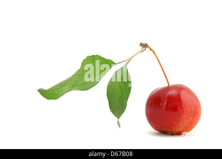 Chinesische Kirsche Apfel mit grünem Blatt, isoliert auf weißem Hintergrund. Stockfoto