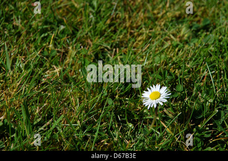 Einzelne Daisy unter dem grünen Rasen - mit Textfreiraum Stockfoto