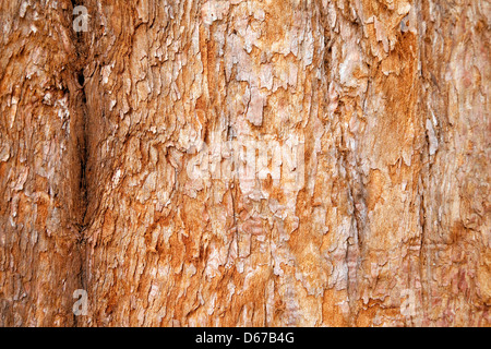 Nahaufnahme des Rumpfes und der Rinde von einem Sierra Giant Sequoia Mammutbaum, Sequoiadendron giganteum Stockfoto