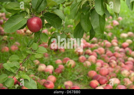 Roter Apfel auf einem Ast im Herbst Obstgarten mit gefallenen Äpfel im Hintergrund. Stockfoto