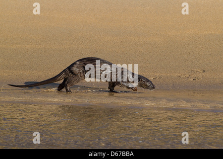 Lutra Lutra - UK Wild Otter tagsüber Strand entlang laufen Stockfoto