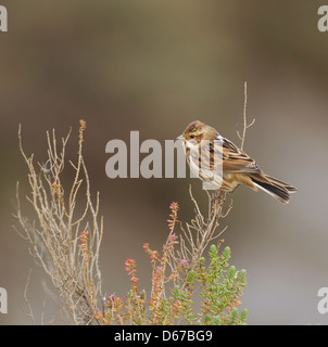 Emberiza Schoeniclus - weibliche Reed Bunting gehockt Busch Stockfoto