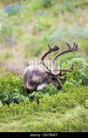 Woodland Caribou (Rangifer Tarandu) in der Nähe von Autobahn-Pass, Denali National Park, Alaska, USA Stockfoto