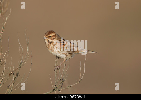 Emberiza Schoeniclus - weibliche Reed Bunting gehockt Busch Stockfoto