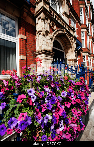 Petunien und Geranien anzuzeigen, Bickenhall Villen, Bickenhall Street, Marylebone, London, England, UK, Europa Stockfoto