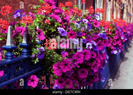 Petunien und Geranien anzuzeigen, Bickenhall Villen, Bickenhall Street, Marylebone, London, England, UK, Europa Stockfoto