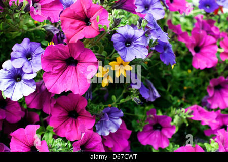 Petunie anzuzeigen, Bickenhall Villen, Bickenhall Street, Marylebone, London, England, UK, Europa Stockfoto