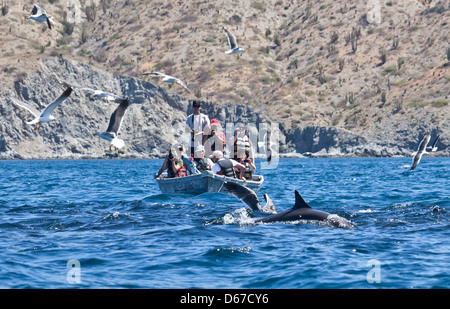 Ökotouristen in einem Skiff fotografieren einen Delphin mit Möwen und Pelikan in ein gefundenes Fressen Sie Isla Santa Catalina Sea of Cortez Stockfoto