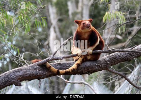 Goodfellows Baumkänguru Stockfoto