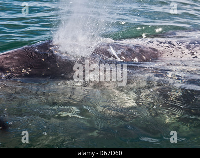 Eine wilde, "freundlich" Grauwal, Eschrichtius Robustus Kalb, weht, Blasloch. Laguna San Ignacio, Baja California Sur, Mexiko, Stockfoto