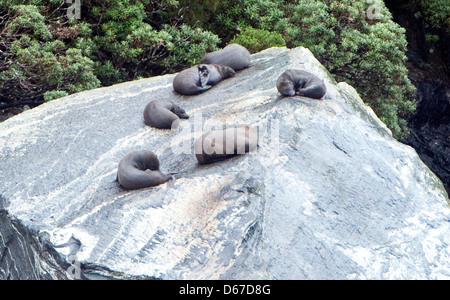 Dichtungen sind gesehen schlafen auf einem Felsen im Milford Sound auf der Südinsel Neuseelands Stockfoto