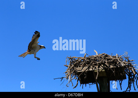 Der Fischadler (Pandion Haliaetus), manchmal bekannt als die Sea Hawk, Fischadler oder Fisch Hawk Landung auf ein Nest gebaut auf einer Plattform Stockfoto