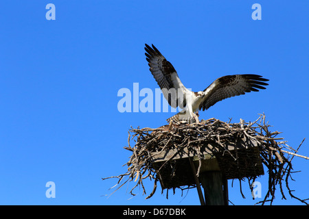 Der Fischadler (Pandion Haliaetus), manchmal bekannt als die Sea Hawk, Fischadler oder Fisch Hawk Landung auf ein Nest gebaut auf einer Plattform Stockfoto