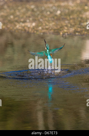 Alcedo Atthis - Eisvogel aus dem Wasser nach dem Tauchen Schwellenländern, um Fische zu fangen Stockfoto