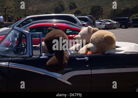 Lebensgroße ausgestopften Bären sitzen in einem klassischen Chevy Fairlane 500 San Francisco, Kalifornien, USA, Nordamerika. Stockfoto