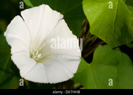 weiße entwickelten Ackerwinde auf Hintergrund grüne Blatt Stockfoto