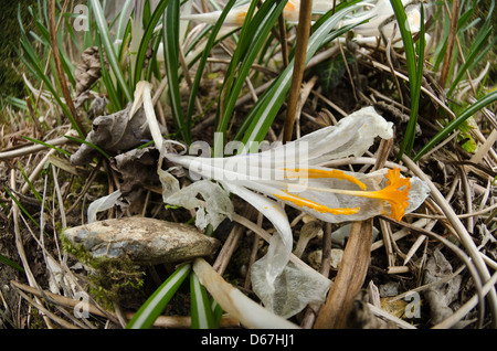 Weiss Crocus Vernus Blume zeigt helle orange gelben Blütenstempel gegen brillante weißen Blütenblättern eröffnet verfallenden auf Boden Stockfoto