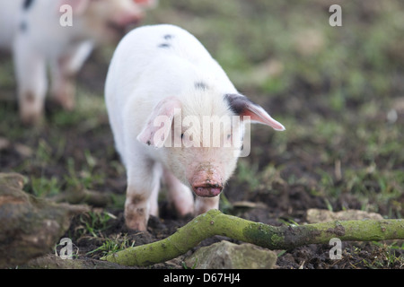 Sus Scrofa Domesticus Gloucestershire alte Flecken Stockfoto