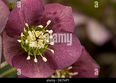 Rose rosa Nieswurz eine winterharte immergrüne und laubabwerfende mehrjährige traditionellen viktorianischen Garten einzelne Blume Staubfäden und Anthere Stockfoto