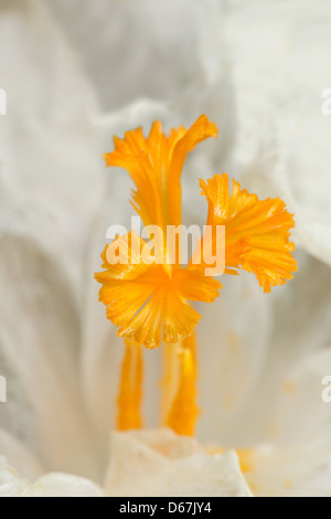 Weiss Crocus Vernus Blume zeigt helle orange gelben Blütenstempel gegen brillante weißen Blütenblättern eröffnet Stockfoto