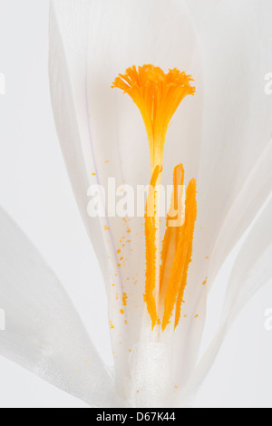 Weiss Crocus Vernus Blume zeigt helle orange gelben Blütenstempel gegen brillante weißen Blütenblättern eröffnet Stockfoto