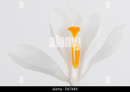 Weiss Crocus Vernus Blume zeigt helle orange gelben Blütenstempel gegen brillante weißen Blütenblättern eröffnet Stockfoto