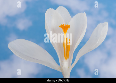 Weiss Crocus Vernus Blume zeigt helle orange gelben Blütenstempel gegen brillante weißen Blütenblättern eröffnet Stockfoto