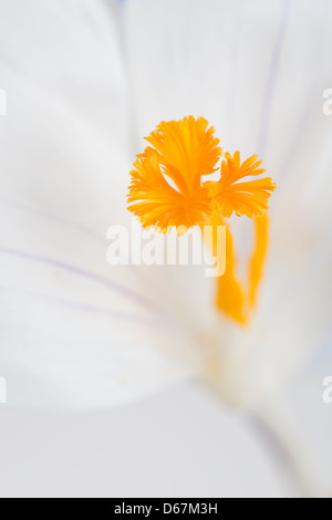 Weiss Crocus Vernus Blume zeigt helle orange gelben Blütenstempel gegen brillante weißen Blütenblättern eröffnet Stockfoto