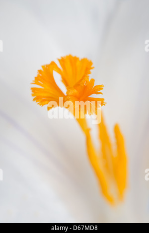 Weiss Crocus Vernus Blume zeigt helle orange gelben Blütenstempel gegen brillante weißen Blütenblättern eröffnet Stockfoto