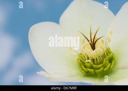 Weiße Nieswurz eine winterharte immergrüne und laubabwerfende traditionellen viktorianischen Staudengarten mit Einzelblüte Staubfäden und Anthere Stockfoto