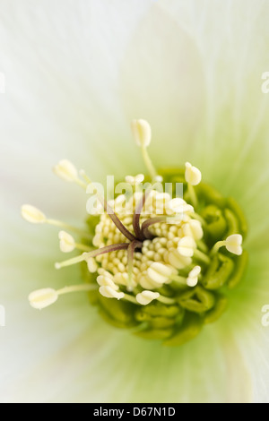 Weiße Nieswurz eine winterharte immergrüne und laubabwerfende traditionellen viktorianischen Staudengarten mit Einzelblüte Staubfäden und Anthere Stockfoto