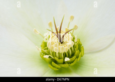 Weiße Nieswurz eine winterharte immergrüne und laubabwerfende traditionellen viktorianischen Staudengarten mit Einzelblüte Staubfäden und Anthere Stockfoto