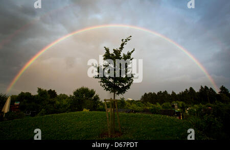 Ein Regenbogen umspannt einen kleinen Baum in Frankfurt Main, Deutschland, 25. Juni 2012. Der Regenbogen hatte über den Süden der Stadt gebildet, als die Sonne nach einem schweren Regenschauer auftauchten. Foto: Frank Rumpenhorst Stockfoto