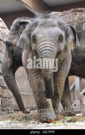 Zoo Ostrava, Tschechische Republik. 13. April 2013. Der Elefanten-Junge namens Rashmi, Acconpanied von der Mutter Johti, feierte ihren zweiten Geburtstag am 12. April im Zoo Ostrava, die Feier fand am 13. April 2013. (Foto/Jaroslav Ozana CTK/Alamy Live News) Stockfoto