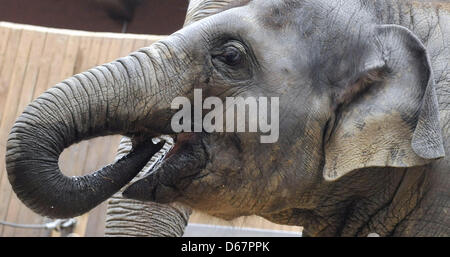 Zoo Ostrava, Tschechische Republik. 13. April 2013. Der Elefanten-Junge namens Rashmi, Acconpanied von der Mutter Johti, feierte ihren zweiten Geburtstag am 12. April im Zoo Ostrava, die Feier fand am 13. April 2013. (Foto/Jaroslav Ozana CTK/Alamy Live News) Stockfoto