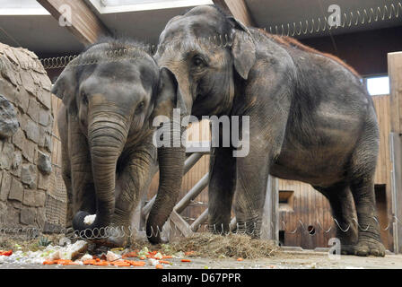 Zoo Ostrava, Tschechische Republik. 13. April 2013. Der Elefanten-Junge namens Rashmi, Acconpanied von der Mutter Johti, feierte ihren zweiten Geburtstag am 12. April im Zoo Ostrava, die Feier fand am 13. April 2013. (Foto/Jaroslav Ozana CTK/Alamy Live News) Stockfoto