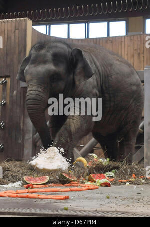 Zoo Ostrava, Tschechische Republik. 13. April 2013. Der Elefanten-Junge namens Rashmi, Acconpanied von der Mutter Johti, feierte ihren zweiten Geburtstag am 12. April im Zoo Ostrava, die Feier fand am 13. April 2013. (Foto/Jaroslav Ozana CTK/Alamy Live News) Stockfoto