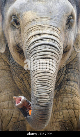 Zoo Ostrava, Tschechische Republik. 13. April 2013. Der Elefanten-Junge namens Rashmi, Acconpanied von der Mutter Johti, feierte ihren zweiten Geburtstag am 12. April im Zoo Ostrava, die Feier fand am 13. April 2013. (Foto/Jaroslav Ozana CTK/Alamy Live News) Stockfoto