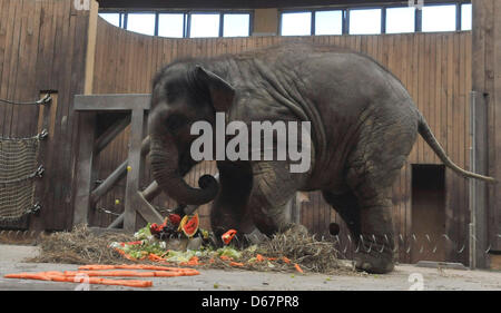 Zoo Ostrava, Tschechische Republik. 13. April 2013. Der Elefanten-Junge namens Rashmi, Acconpanied von der Mutter Johti, feierte ihren zweiten Geburtstag am 12. April im Zoo Ostrava, die Feier fand am 13. April 2013. (Foto/Jaroslav Ozana CTK/Alamy Live News) Stockfoto