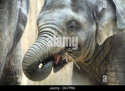 Zoo Ostrava, Tschechische Republik. 13. April 2013. Der Elefanten-Junge namens Rashmi, Acconpanied von der Mutter Johti, feierte ihren zweiten Geburtstag am 12. April im Zoo Ostrava, die Feier fand am 13. April 2013. (Foto/Jaroslav Ozana CTK/Alamy Live News) Stockfoto