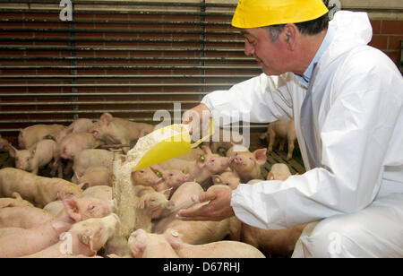 Niederländisch "Schweine-Flüsterer" Kees Scheepens versorgt Ferkel um Stress Haltungen in einem Schweinestall in Dülmen, Deutschland, 22. Juni 2012 zu entdecken. Die Schweinegrippe-Flüsterer hat bereits gegeben für rund 15 000 Landwirte beraten. Kees Scheepens bemüht sich um die Verbesserung des Tierschutzes. Foto: Friso Gentsch Stockfoto