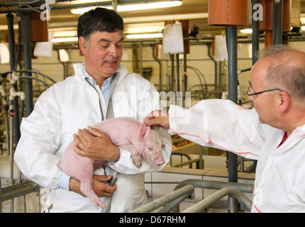 Niederländisch "Schweine-Flüsterer" Kees Scheepens (L) und tierärztliche Ernst-Guenther Hellwig (R) beobachten ein Ferkel in einem Schweinestall in Dülmen, Deutschland, 22. Juni 2012. Die Schweinegrippe-Flüsterer hat bereits gegeben für rund 15 000 Landwirte beraten. Kees Scheepens bemüht sich um die Verbesserung des Tierschutzes. Foto: Friso Gentsch Stockfoto