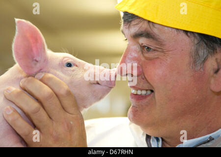 Niederländisch "Schweine-Flüsterer" Kees Scheepens hält ein Ferkel in einem Schweinestall in Dülmen, Deutschland, 22. Juni 2012. Die Schweinegrippe-Flüsterer hat bereits gegeben für rund 15 000 Landwirte beraten. Kees Scheepens bemüht sich um die Verbesserung des Tierschutzes. Foto: Friso Gentsch Stockfoto